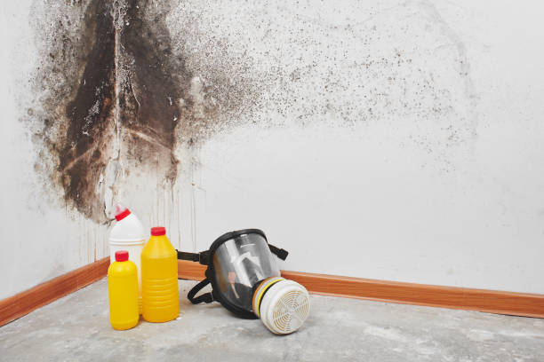 Best Emergency Mold Removal  in Star Valley Ranch, WY