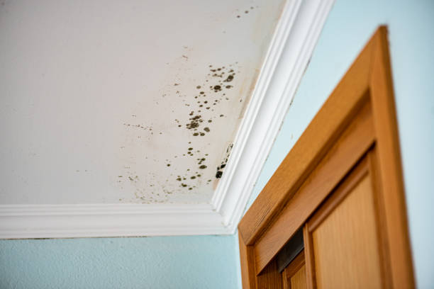 Best Office Mold Removal Services  in Star Valley Ranch, WY