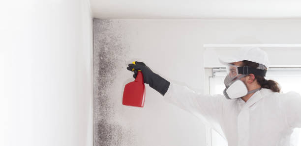 Best Office Mold Removal Services  in Star Valley Ranch, WY