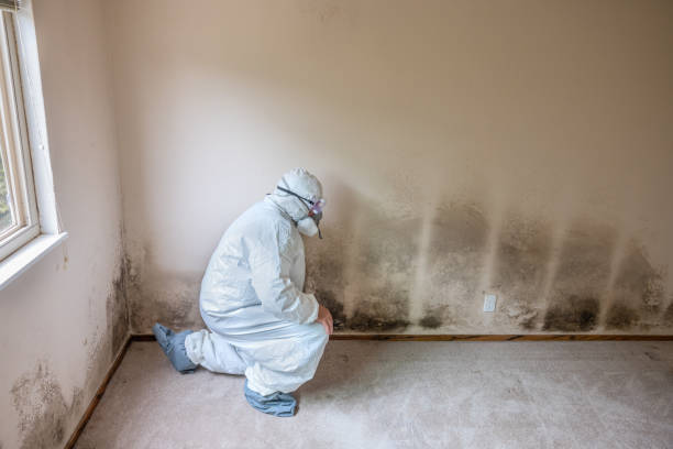 Best Toxic Mold Removal  in Star Valley Ranch, WY