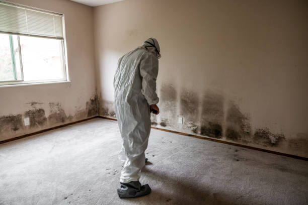 Best Local Mold Removal Service  in Star Valley Ranch, WY