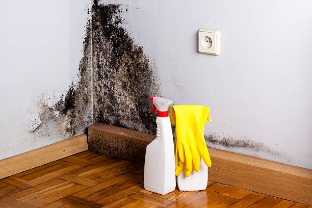 Certified Mold Removal in Star Valley Ranch, WY