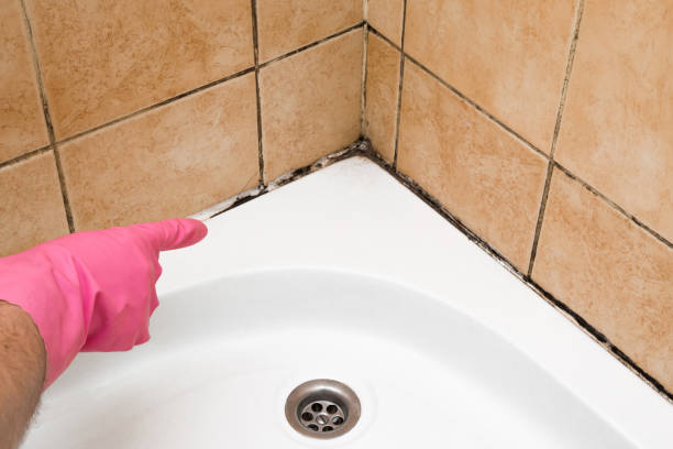 Best Commercial Mold Removal  in Star Valley Ranch, WY